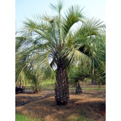 Pindo Palm 6' Clear Trunk